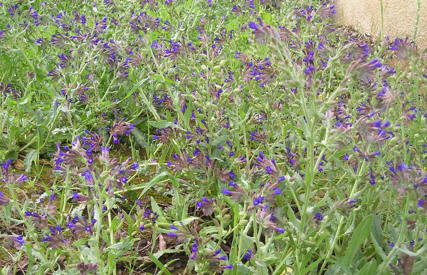 לשון הפר המצויה