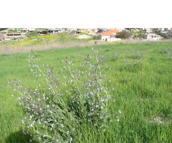 Anchusa strigosa לשון הפר הסמורה זרעים מציון 