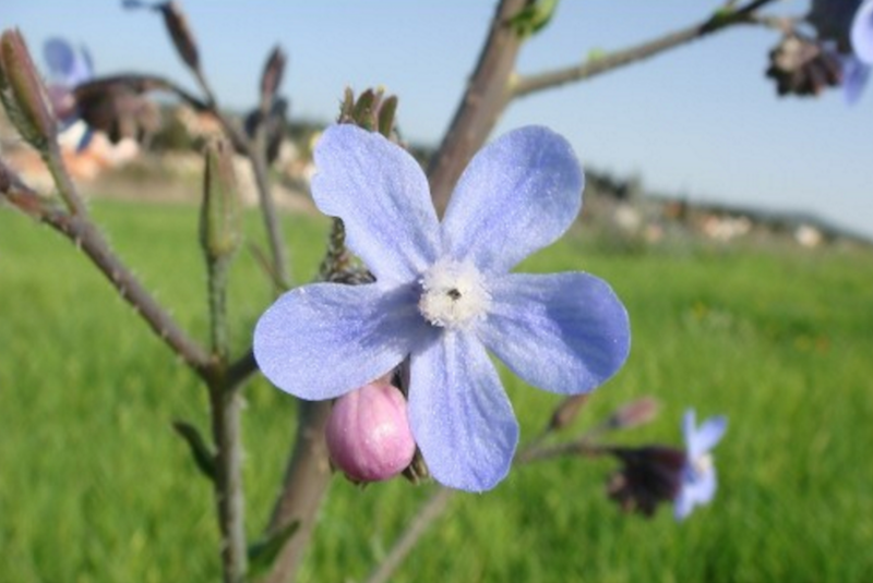 Anchusa strigosa לשון הפר הסמורה זרעים מציון   
