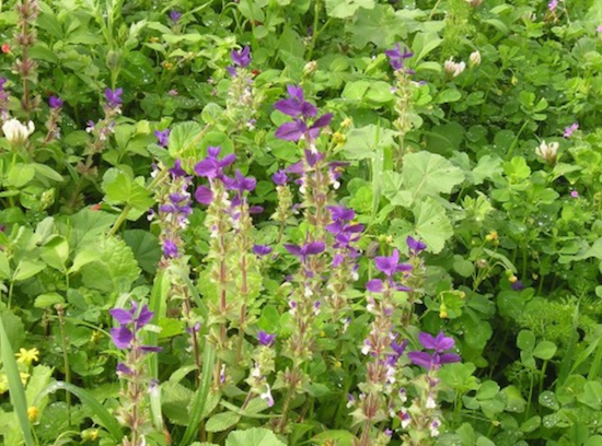 Salvia viridis מרווה דגולה  זרעים מציון