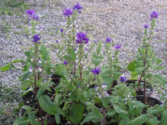 Salvia viridis מרווה דגולה זרעים מציון  
