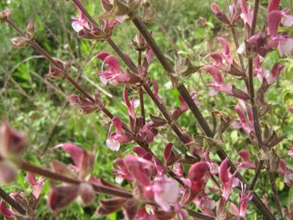 מרווה ירושלים  Salvia hierosolymitana  זרעים מציון  