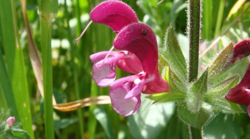 מרווה ירושלים  Salvia hierosolymitana  זרעים מציון    