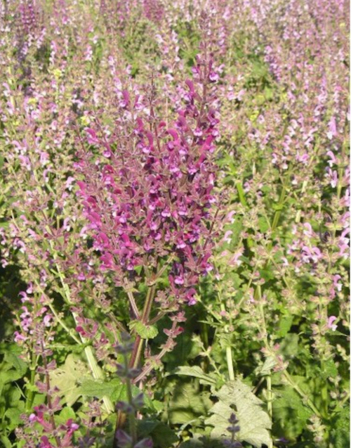 מרווה ירושלים   Salvia hierosolymitana  זרעים מציון