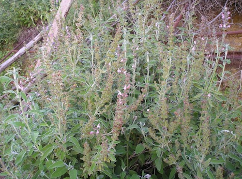 מרווה משולשת  Salvia fruticosa Mill זרעים מציון 