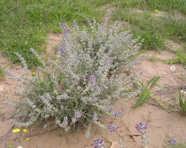 מרווה צמירה זרעים מציון