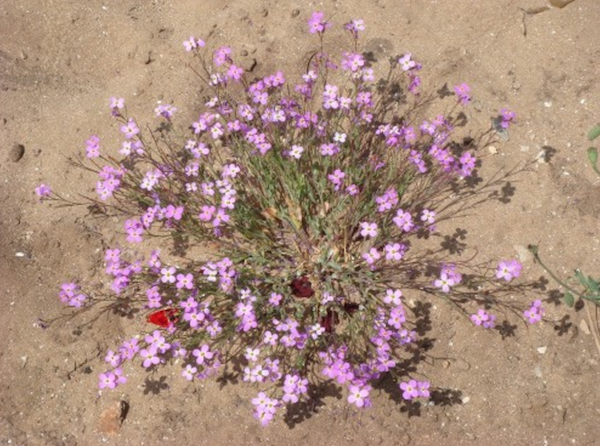 מרסיה יפהפייה  זרעים מציון