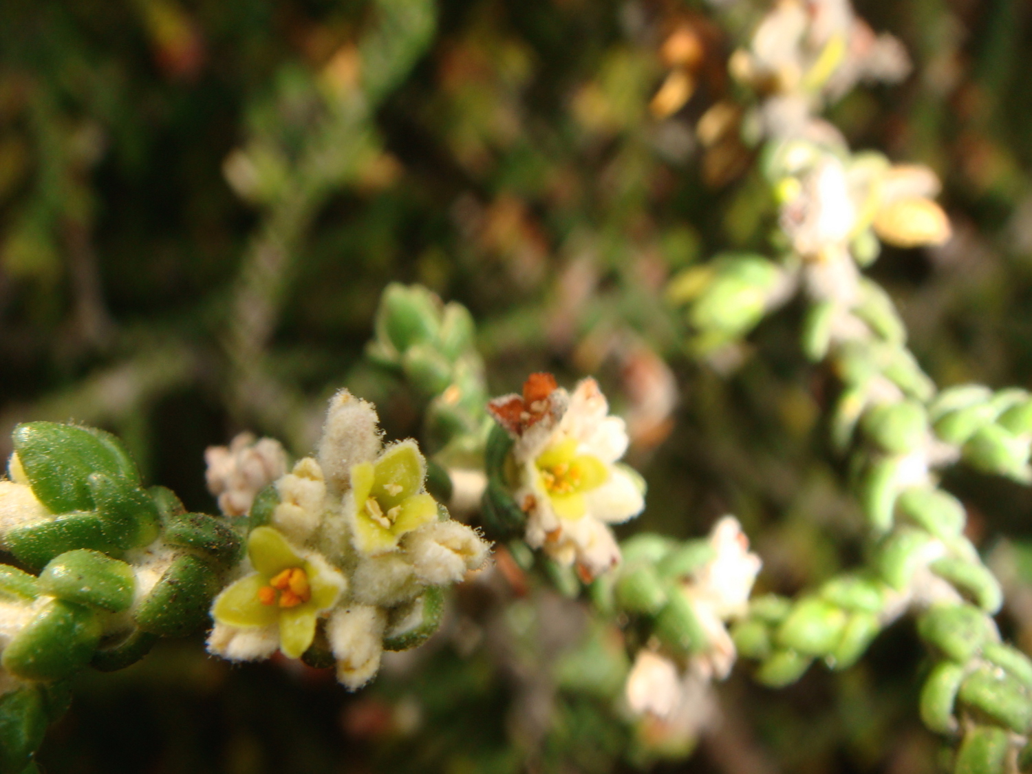 מתנן שעיר פרח
