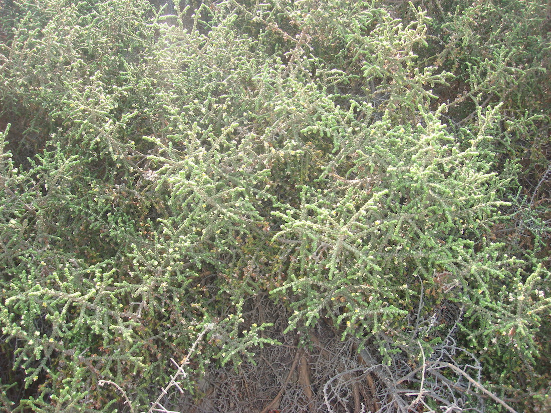 מתנן שעיר שייח