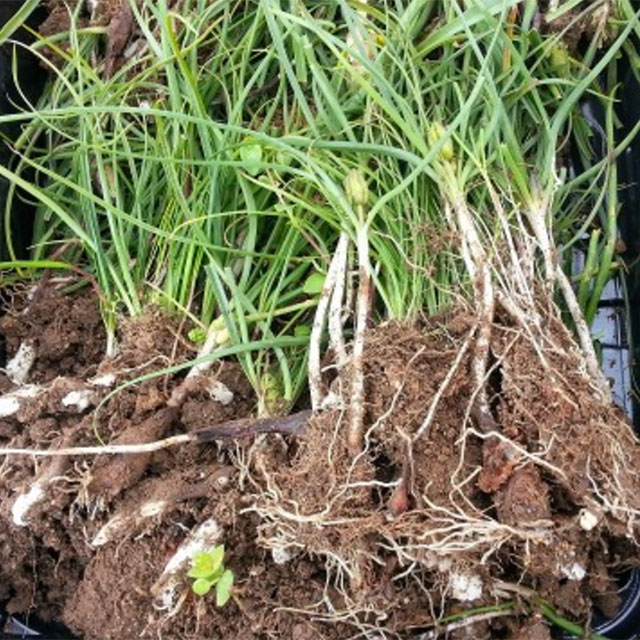 נץ חלב הררי זרעים מציון