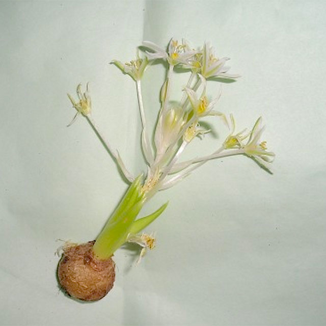 נץ-חלב-הררי-זרעים-מציון-7.06-PM