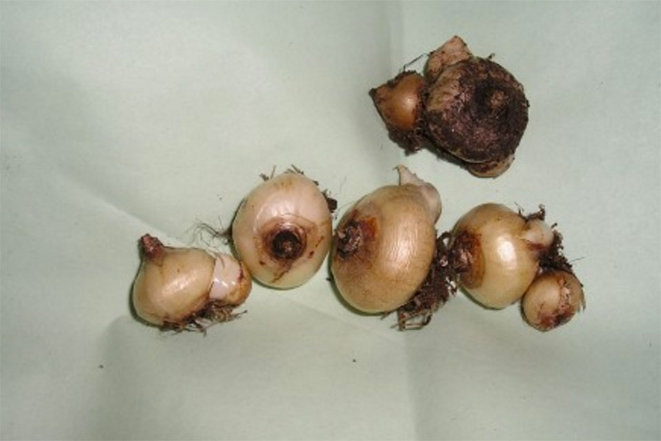 נץ חלב הררי זרעים מציון