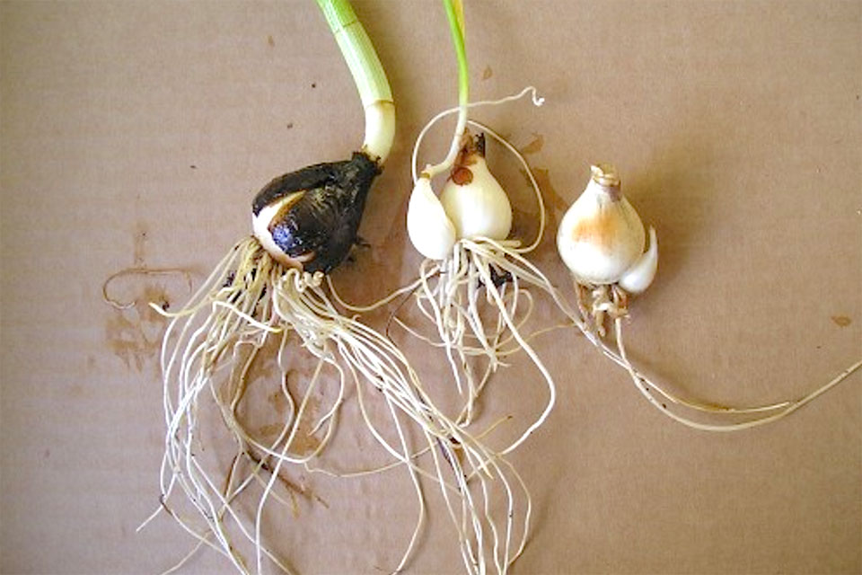 נרקיס-מצוי--זרעים -מציון