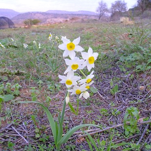 נרקיס-מצוי-זרעים-מציון-