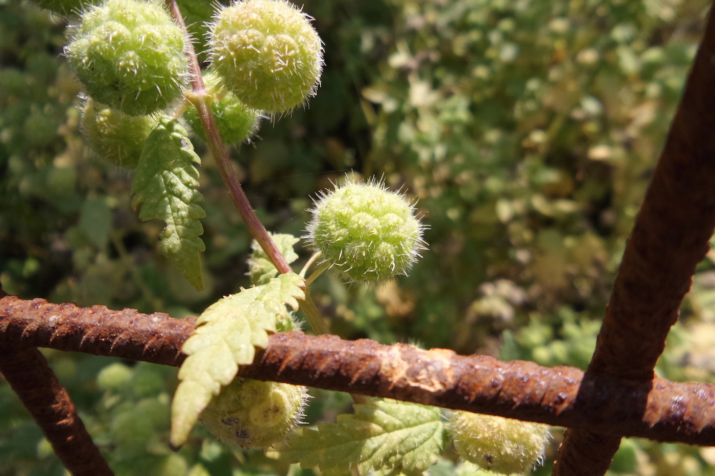סרפד הכדורים