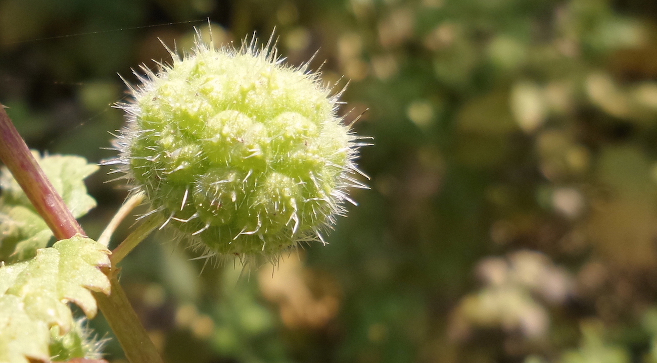 סרפד הכדורים copy