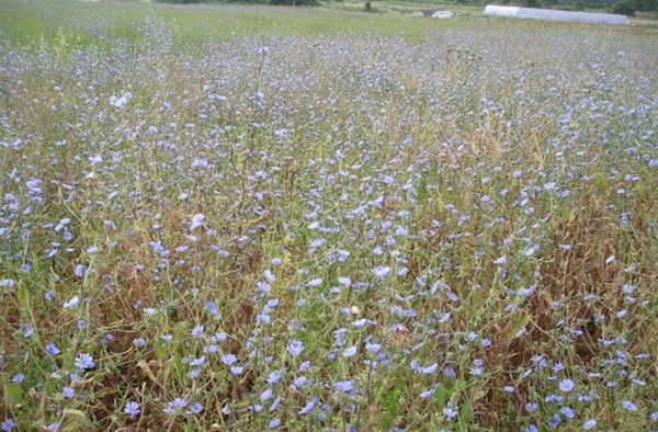 עולש מצוי זרעים מציון