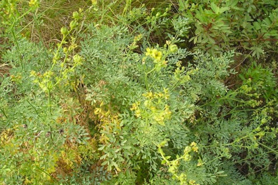 פיגם-זרעים-מציון