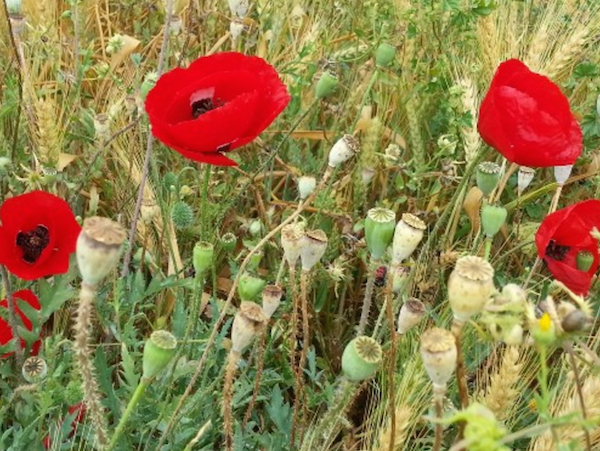 פרג אגסני  זרעים מציון