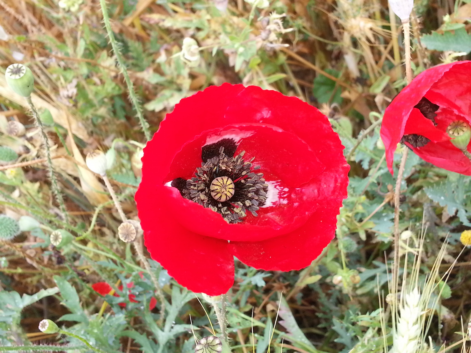 פרח פרג אגסני גדול פי שנים מפרג כרמלי ופי שלוש מפרג נחות 1931