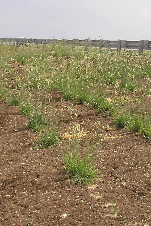 ציבורת ההרים