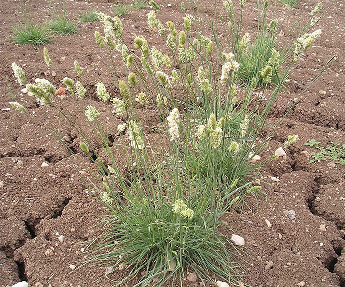 ציבורת ההרים 2