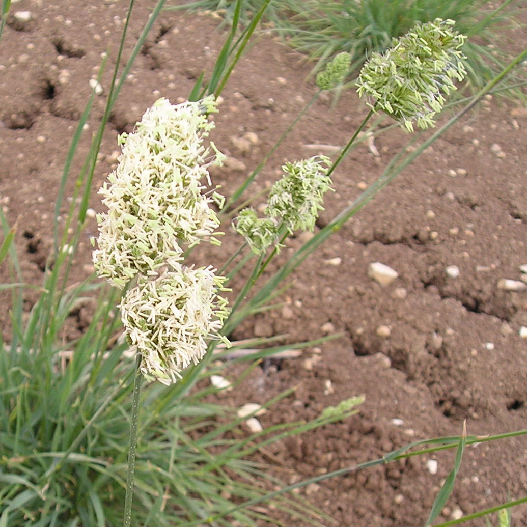 ציבורת ההרים פרח