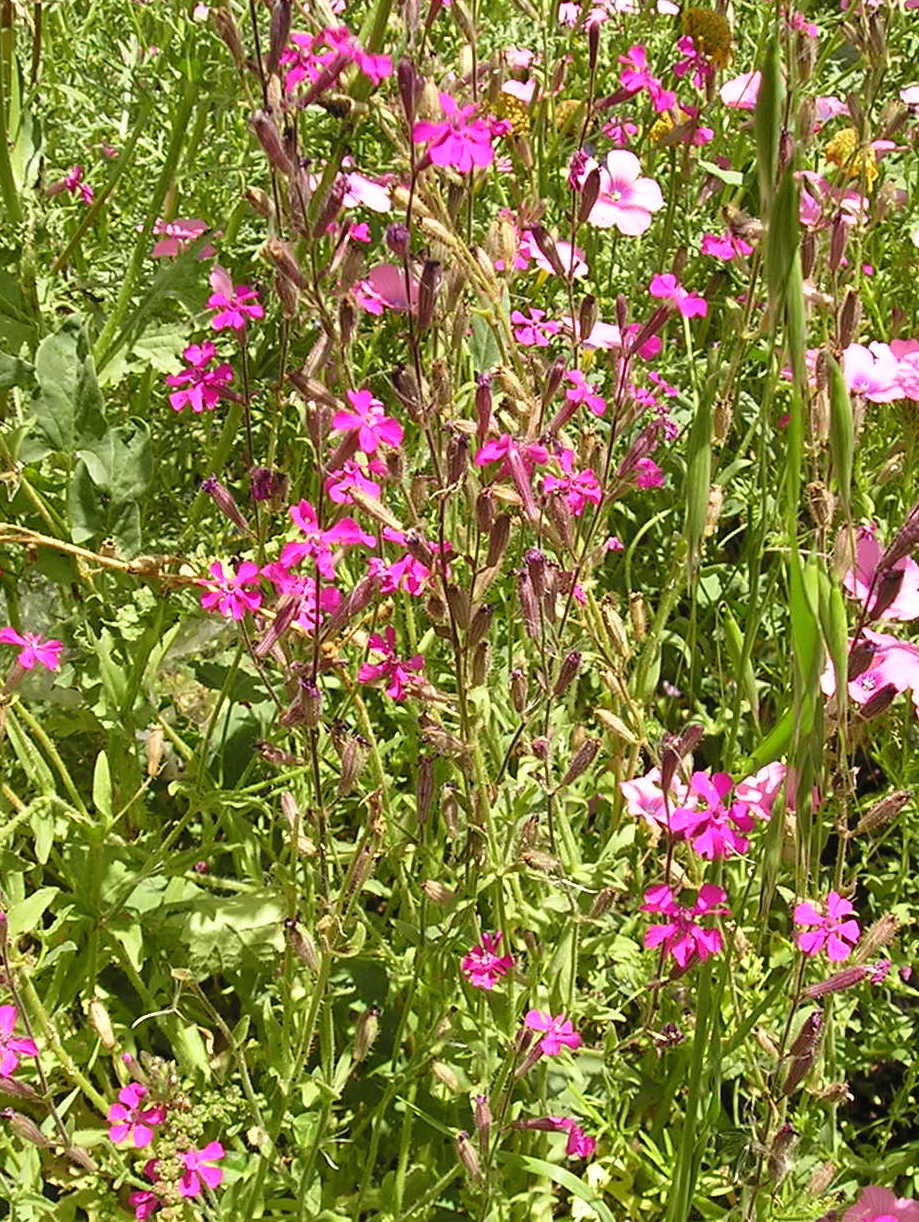 ציפורנית ארץ ישראלית