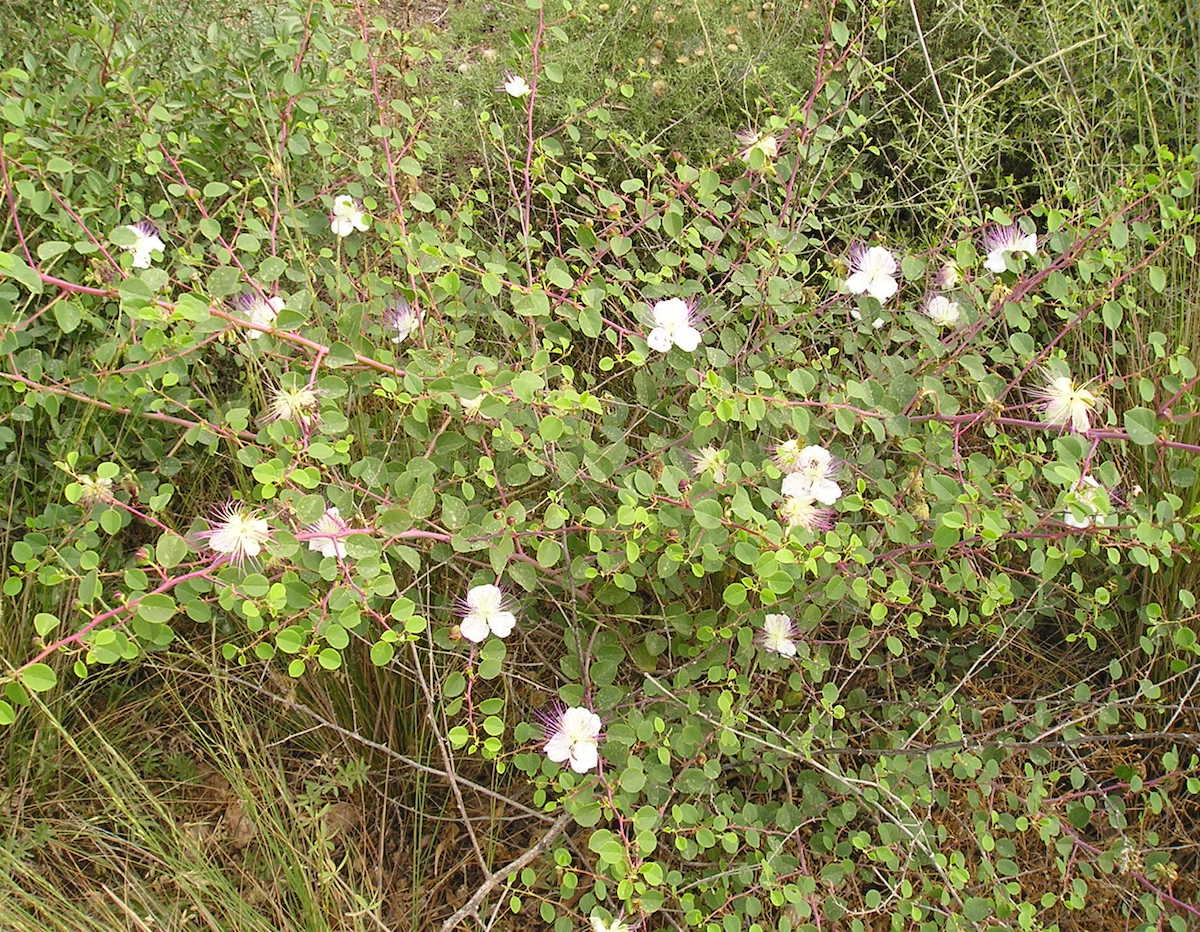 צלף קוצני שייח
