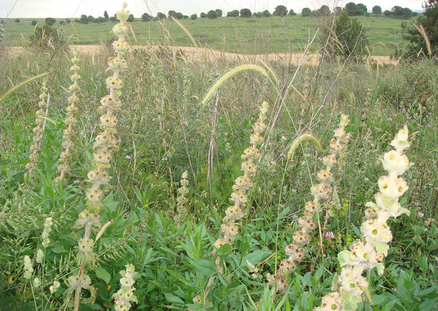 צמר מפוצל בשטח
