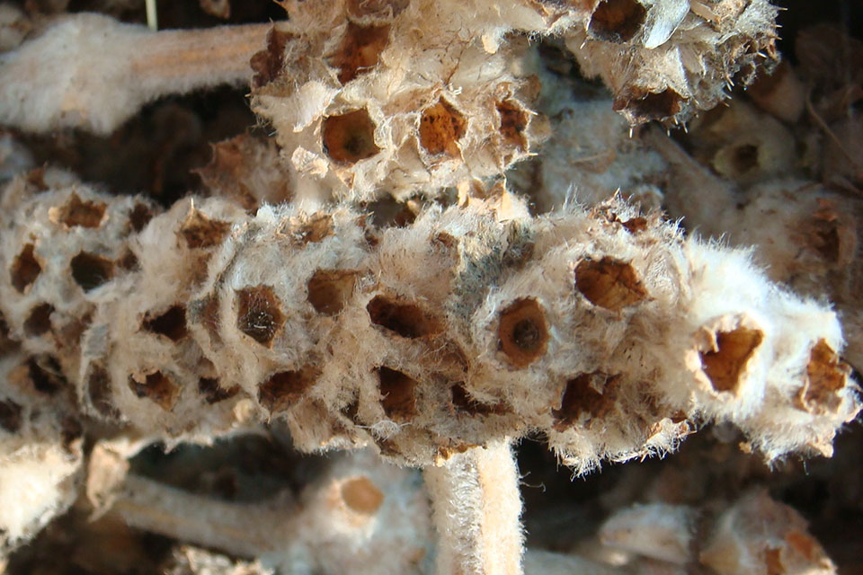 צמר מפוצל ענף זרעים