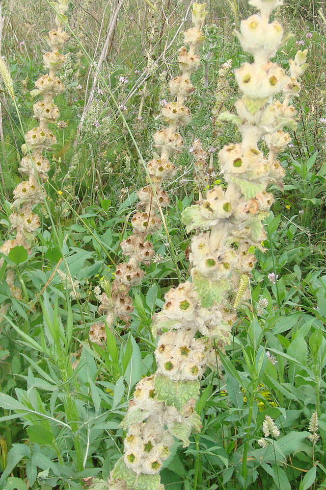 צמר מפוצל שתיל בטבע