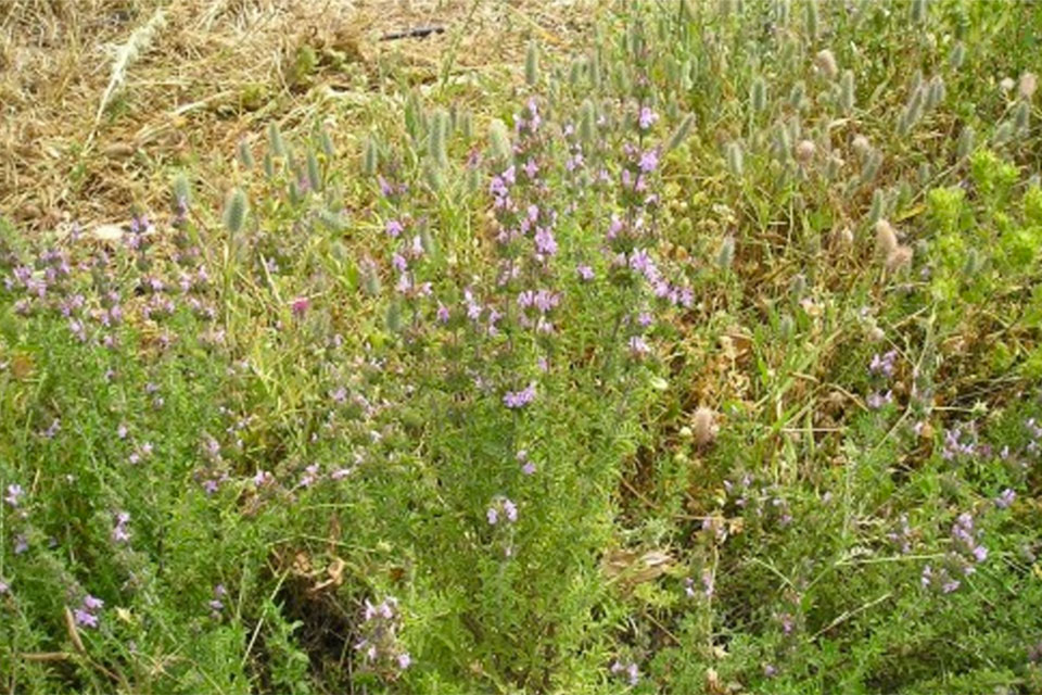 צתרה-ורודה-זרעים-מציון--