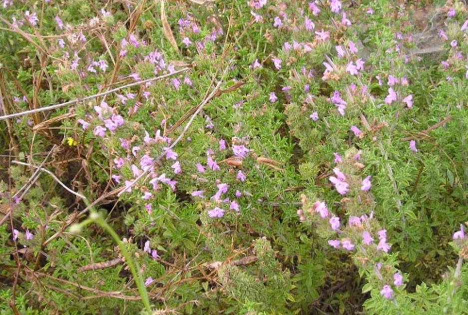 צתרה-ורודה-זרעים-מציון