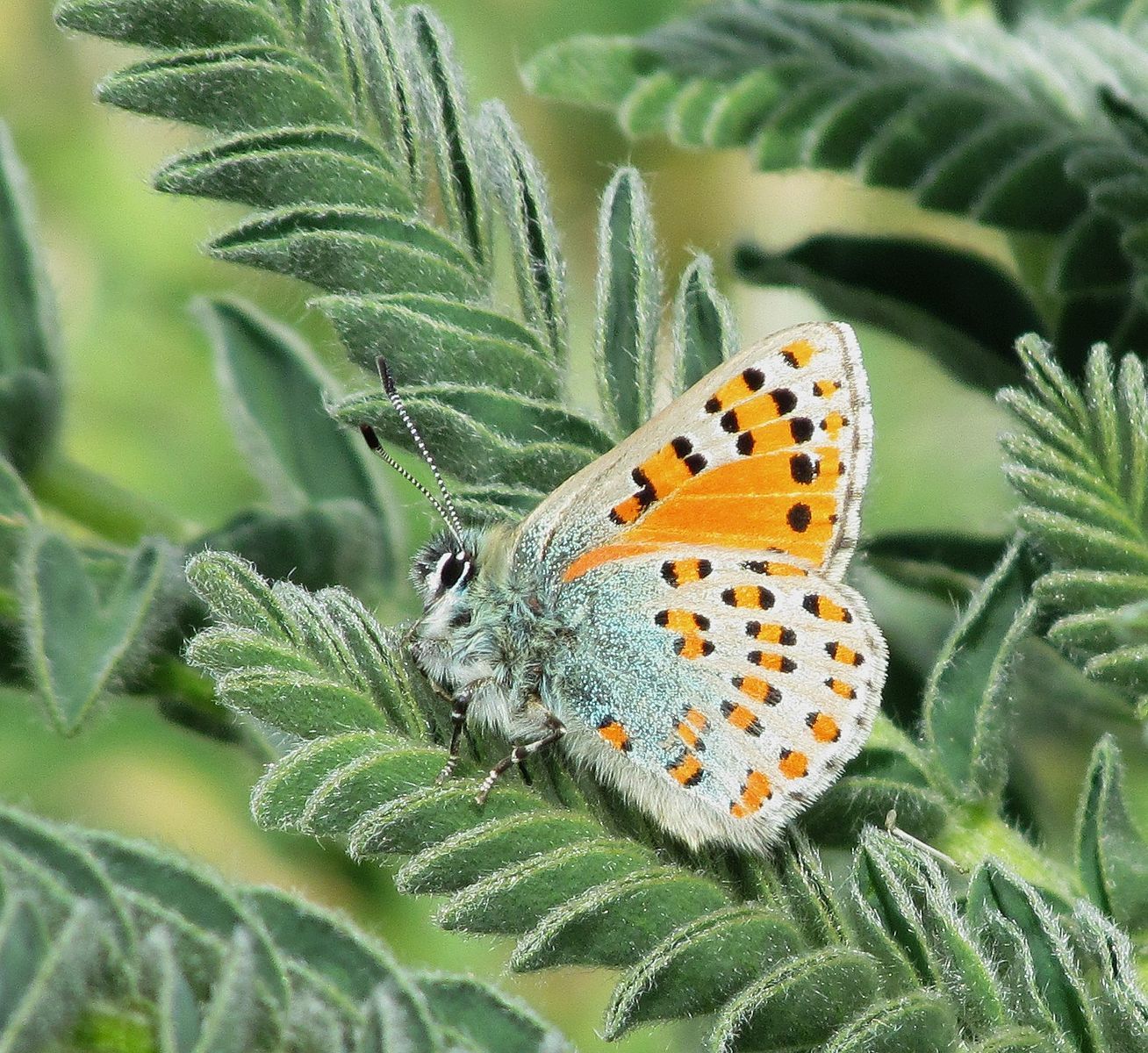 1308px-כחליל הקדד זכר ברמות מנשה ליד דליה4 ב21 בפברואר 2014