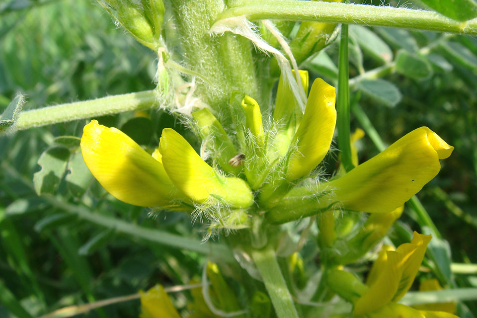 קדד גדול פרי 2