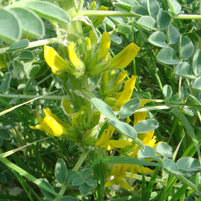 קדד גדול פרי פריחה