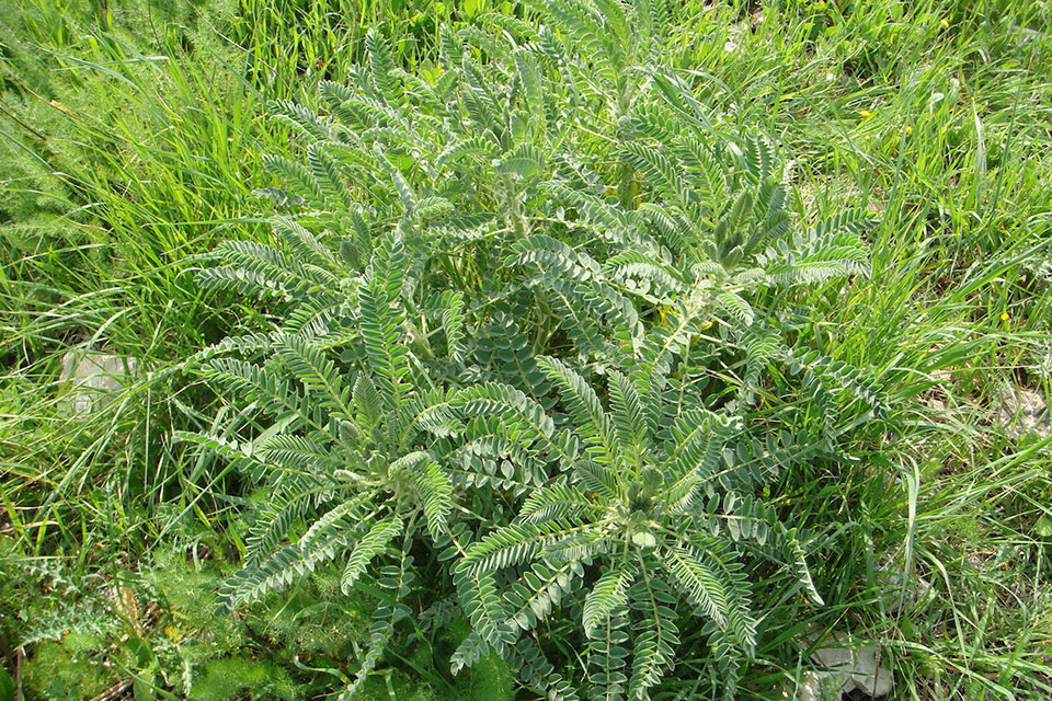 קדד גדול פרי שייח בשטח