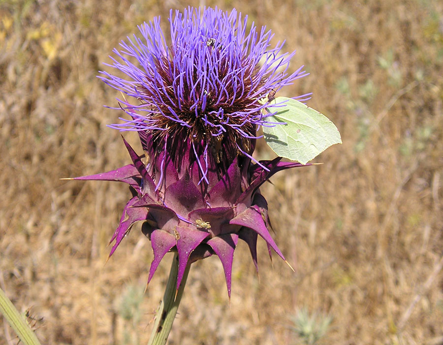 קוציץ פרפר 1