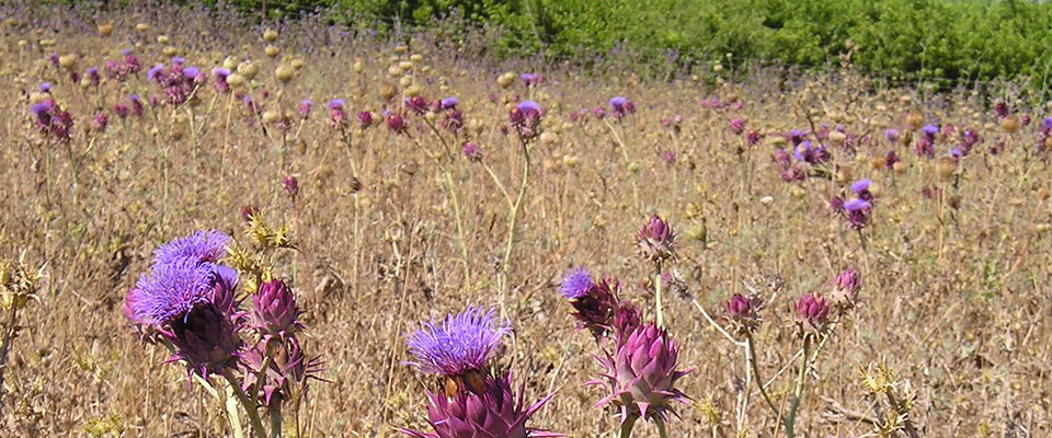 קנרס-סורי שטח