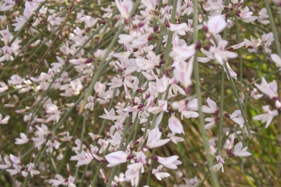 רותם-המדבר--זרעים-מציון-