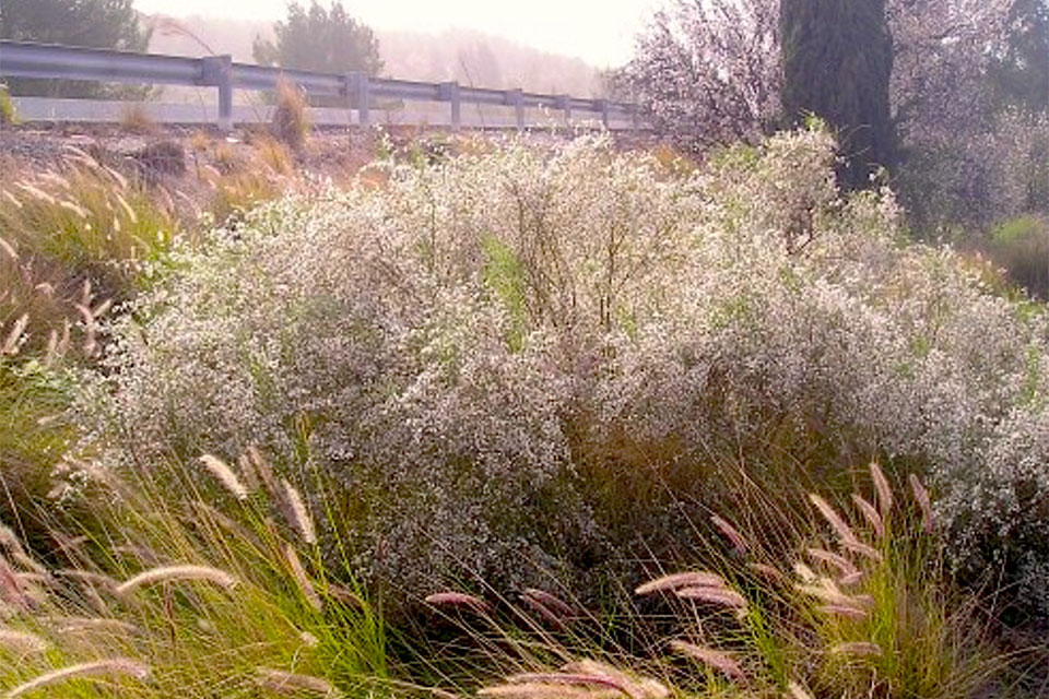 רותם-המדבר--זרעים-מציון