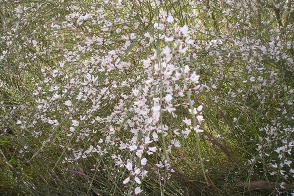 רותם-המדבר-זרעים-מציון