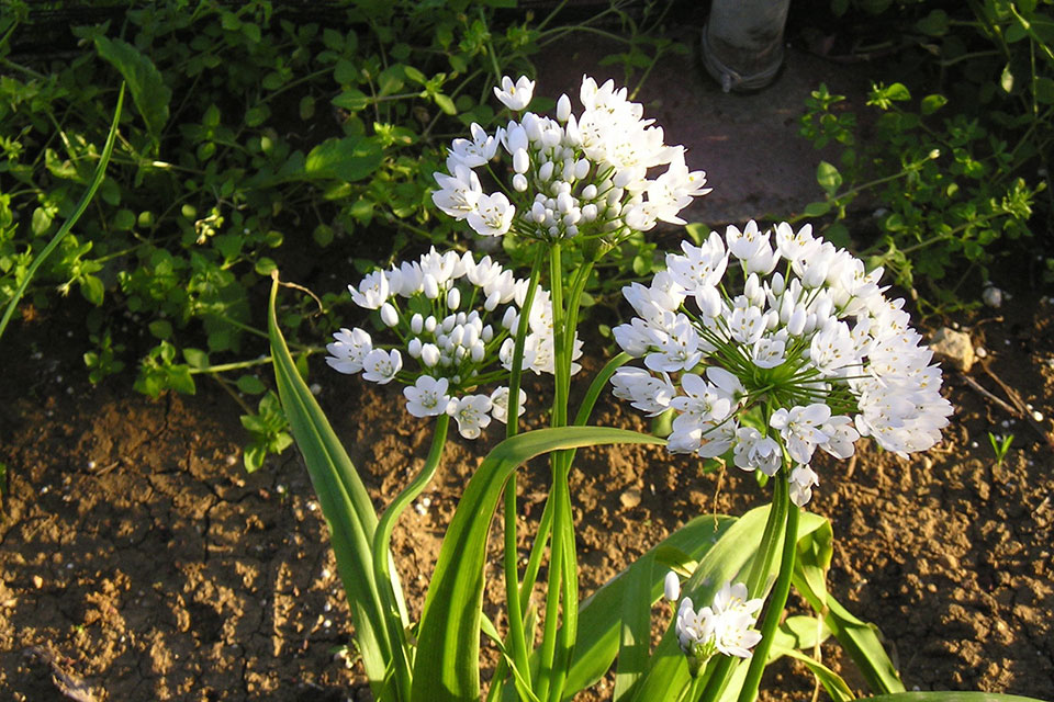 צילום: זרעים מציון r22