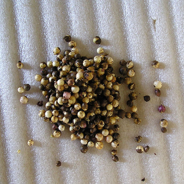 צילום: זרעים מציון פקעות שום משולש