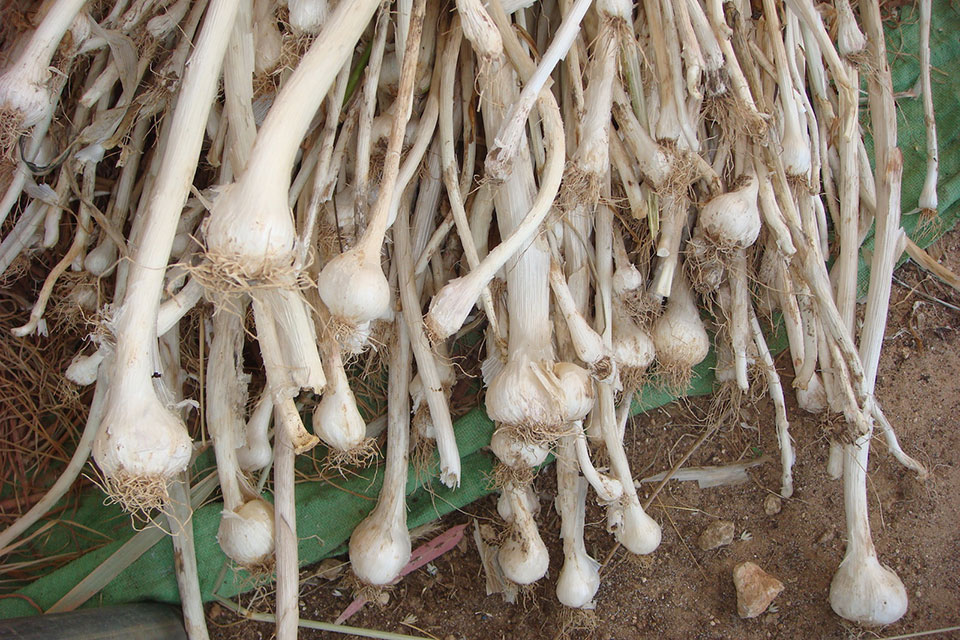 צילום: זרעים מציון פקעות שום עגול