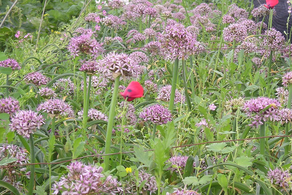 צילום: זרעים מציון P1010085