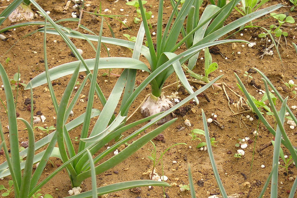 צילום: זרעים מציון שום תל-אביב 1