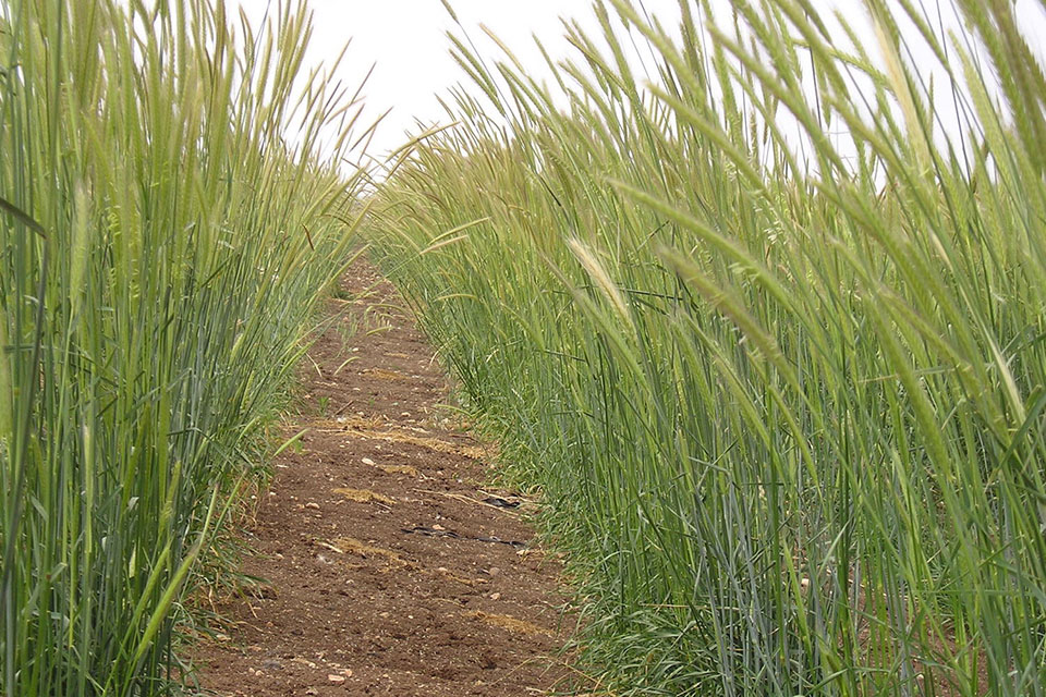 שעורת בלבלוסין 1