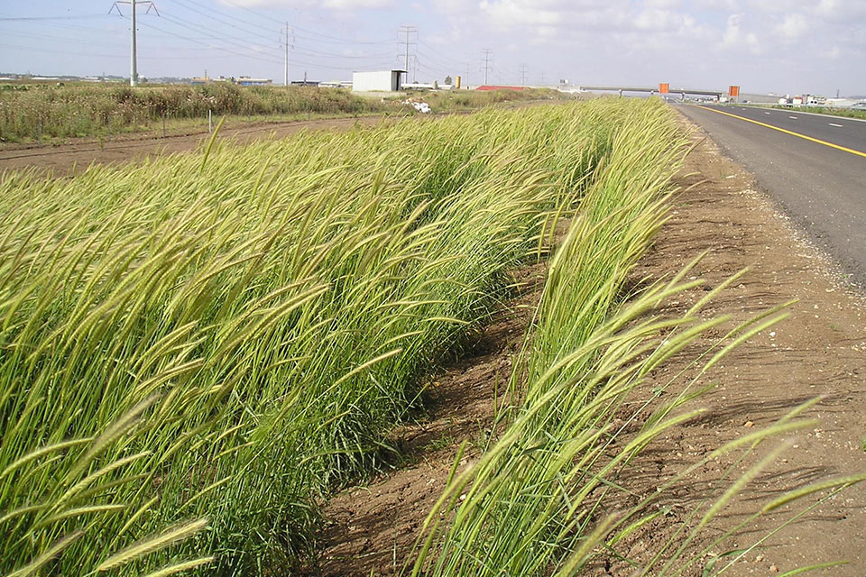 שעורת הבולבוסין חוצה